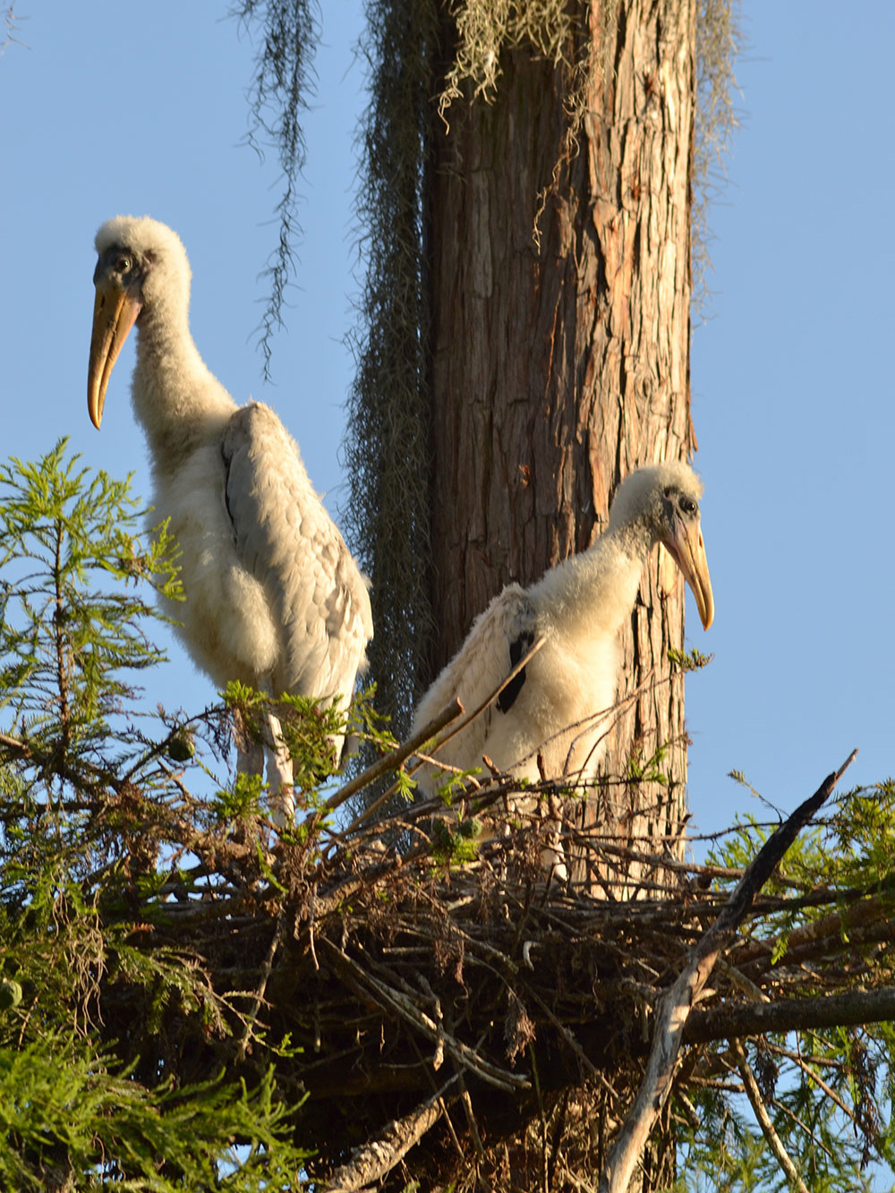 wood storks