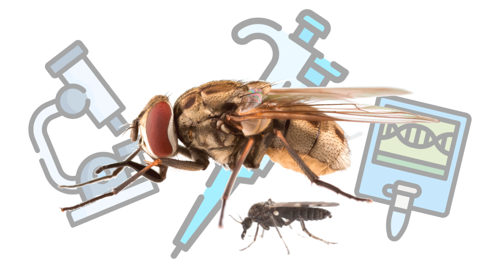 Mills Fly Lab